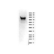 Anti-ASAP1 (RABBIT) Antibody