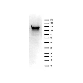 Anti-ASAP1 (RABBIT) Antibody