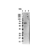 Anti-receptor ROR gamma pS203 (RABBIT) Antibody