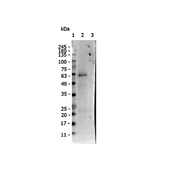 Anti-receptor ROR gamma pS203 (RABBIT) Antibody