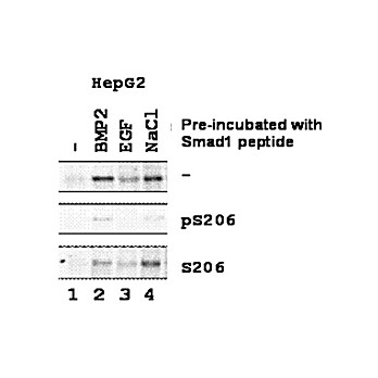Anti-SMAD1 pS206 (RABBIT) Antibody