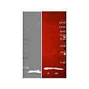 Anti-LYSOZYME (Hen Egg White) (RABBIT) Antibody Peroxidase Conjugated