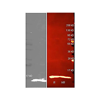 Anti-LYSOZYME (Hen Egg White) (RABBIT) Antibody Peroxidase Conjugated