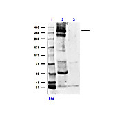 Anti-CREBBP (RABBIT) Antibody