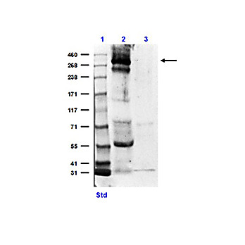 Anti-CREBBP (RABBIT) Antibody