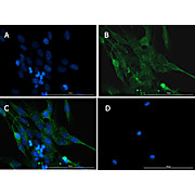 Anti-Caspase 12 (RABBIT) Antibody
