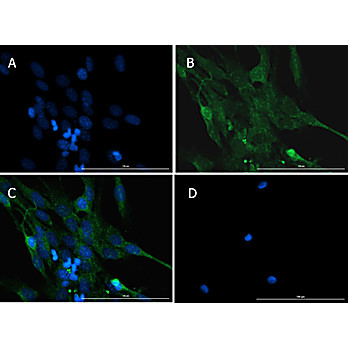 Anti-Caspase 12 (RABBIT) Antibody