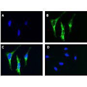 Anti-EIF2A (GOAT) Antibody