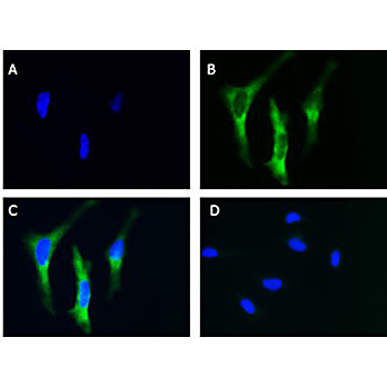 Anti-EIF2A (GOAT) Antibody