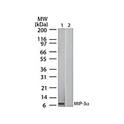 Anti-Human MIP-3a (MOUSE) Monoclonal Antibody