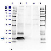 Anti-H2AX pS139 (RABBIT) Antibody
