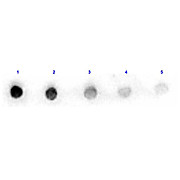 Anti-ARGINASE (RABBIT) Antibody Peroxidase Conjugated