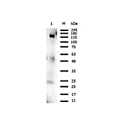 Anti-Orf2 (RABBIT) Antibody