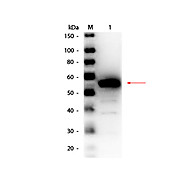 Anti-ESTERASE (RABBIT) Antibody Peroxidase Conjugated