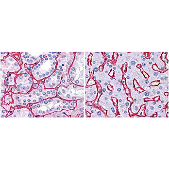 Anti-Collagen Type IV (RABBIT) Antibody