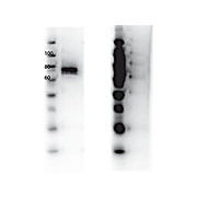 RON Y1360 Antibody