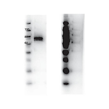 RON Y1360 Antibody 