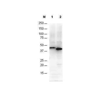 Anti-6X HIS EPITOPE TAG (RABBIT) Antibody