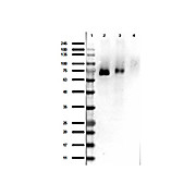 Anti-RON pY1353 (RABBIT) Antibody