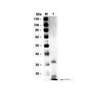 Anti-RIBONUCLEASE A (Bovine Pancreas) (RABBIT) Antibody Biotin Conjugated