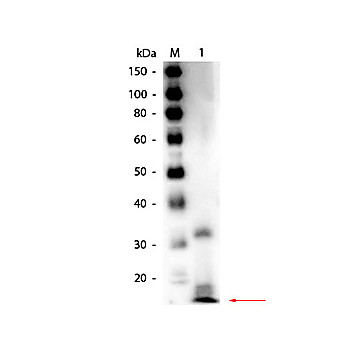 Anti-RIBONUCLEASE A (Bovine Pancreas) (RABBIT) Antibody Biotin Conjugated
