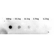 Anti-TRYPSINOGEN (RABBIT) Antibody Biotin Conjugated