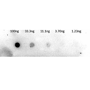 Anti-TRYPSINOGEN (RABBIT) Antibody Biotin Conjugated
