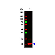 Anti-Human Fractalkine (RABBIT) Antibody