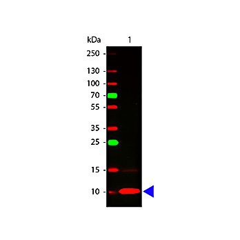 Anti-Human Fractalkine (RABBIT) Antibody