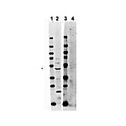 Anti-TRAF2 (RABBIT) Antibody