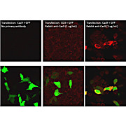 Anti-Cas9 (RABBIT) Antibody
