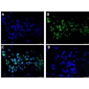 Anti-BCL3 (RABBIT) Antibody