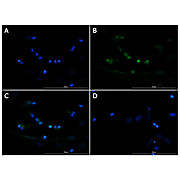 Anti-Brn3b (GOAT) Antibody