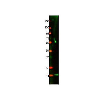 Anti-Cat IL-8 (RABBIT) Antibody