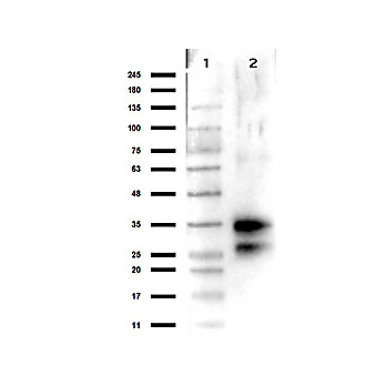 Anti-DEOXYRIBONUCLEASE I (Bovine Pancreas) (RABBIT) Antibody