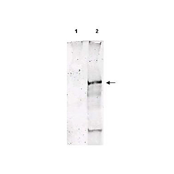 Anti-ATM Protein Kinase pS1981 (SHEEP) Antibody
