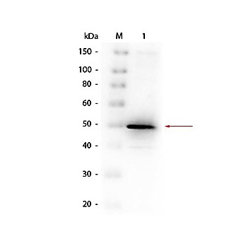 Anti-ALKALINE PHOSPHATASE (E.coli) (RABBIT) Antibody