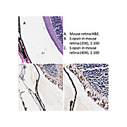 Anti-S Opsin (Goat) Antibody