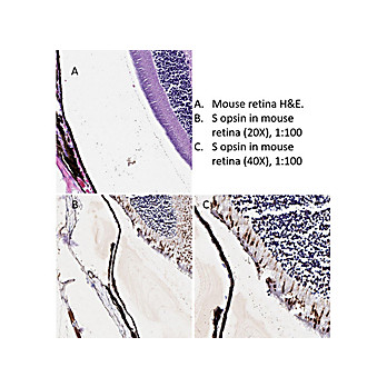 Anti-S Opsin (Goat) Antibody