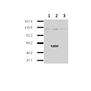 Anti-IDO2 (MOUSE) Monoclonal Antibody