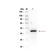 Anti-ALCOHOL DEHYDROGENASE (Yeast) (RABBIT) Antibody Biotin Conjugated