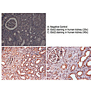 Glut2 Antibody