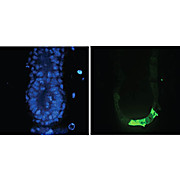 Anti-GFP (GOAT) Antibody