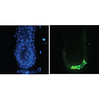Anti-GFP (GOAT) Antibody