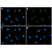 Anti-XRCC1 (CHICKEN) Antibody