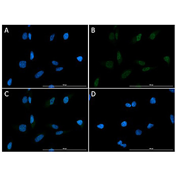 Anti-XRCC1 (CHICKEN) Antibody