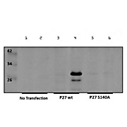 Anti-p27 kip1 pS140 (RABBIT) Antibody