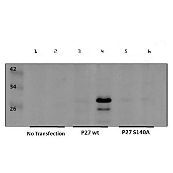Anti-p27 kip1 pS140 (RABBIT) Antibody