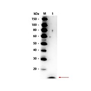 Anti-Rat IL-17A (RABBIT) Antibody Peroxidase Conjugated