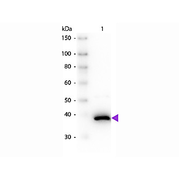 Anti-D-AMINO ACID OXIDASE (Pig Kidney) (SHEEP) Antibody